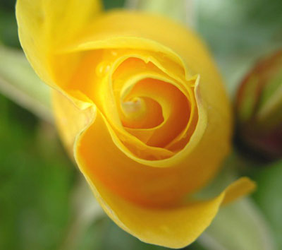 rose.jpg